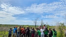 PLT. Kepala Dinas Perkebunan Widhi Asmoro Jati bersama masyarakat adat Kampung Mitimber melakukan penyulaman dan penggantian bibit yang terdampak kebakaran dengan menanam 1.000 pohon kayu putih di lahan seluas 1 hektar di area bekas kebakaran lahan menara pantau Bomberay.