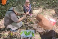 Prof. Dr. Otih Rostiana, M.Sc., bersama tim BRIN melakukan pengambilan sampel di 8 lokasi berbeda di Kabupaten Fakfak, dengan fokus utama pada buah tua, daun, serta calon bunga jantan dan betina tanaman pala Tomandin.