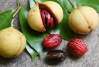 rempah yang pernah menjadi komoditas bernilai tinggi di masa penjajahan ini diketahui memiliki khasiat untuk melegakan tenggorokan, mengurangi hidung tersumbat, serta membantu mengencerkan dahak(foto : Ist)